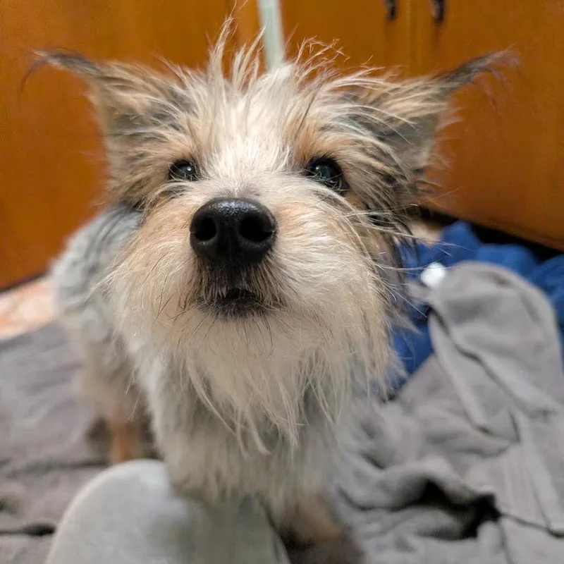 A young small-sized male Gray / Blue / Silver Mixed Breed dog named Jasper for adoption in Madison, WI