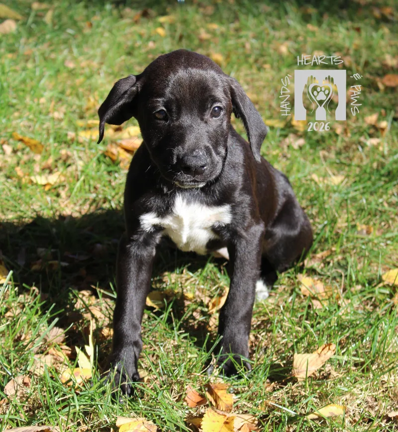 A baby medium-sized female Black Labrador Retriever dog named Coraline for adoption in Omaha, NE
