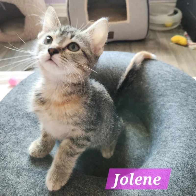 Jolene