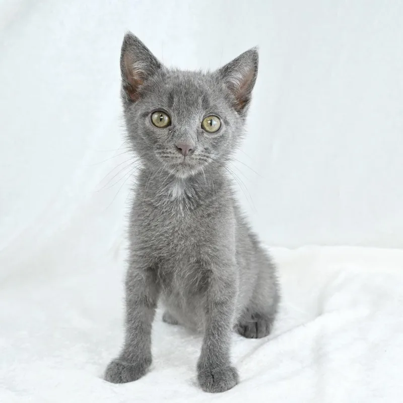 A baby small-sized male Gray / Blue / Silver Domestic Short Hair cat named Stormy for adoption in Mobile, AL