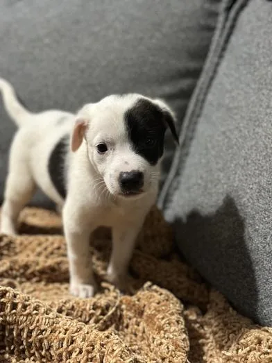 A baby medium-sized female Black Australian Cattle Dog / Blue Heeler dog named Brew for adoption in Liverpool, TX