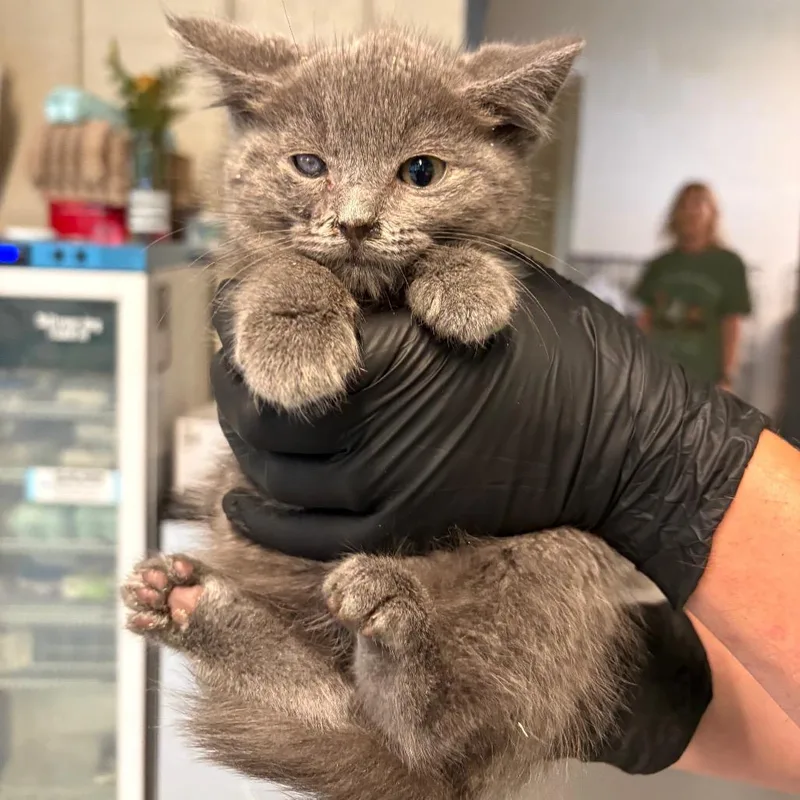 A baby small-sized male Gray / Blue / Silver Domestic Short Hair cat named Echo for adoption in Huntington, WV