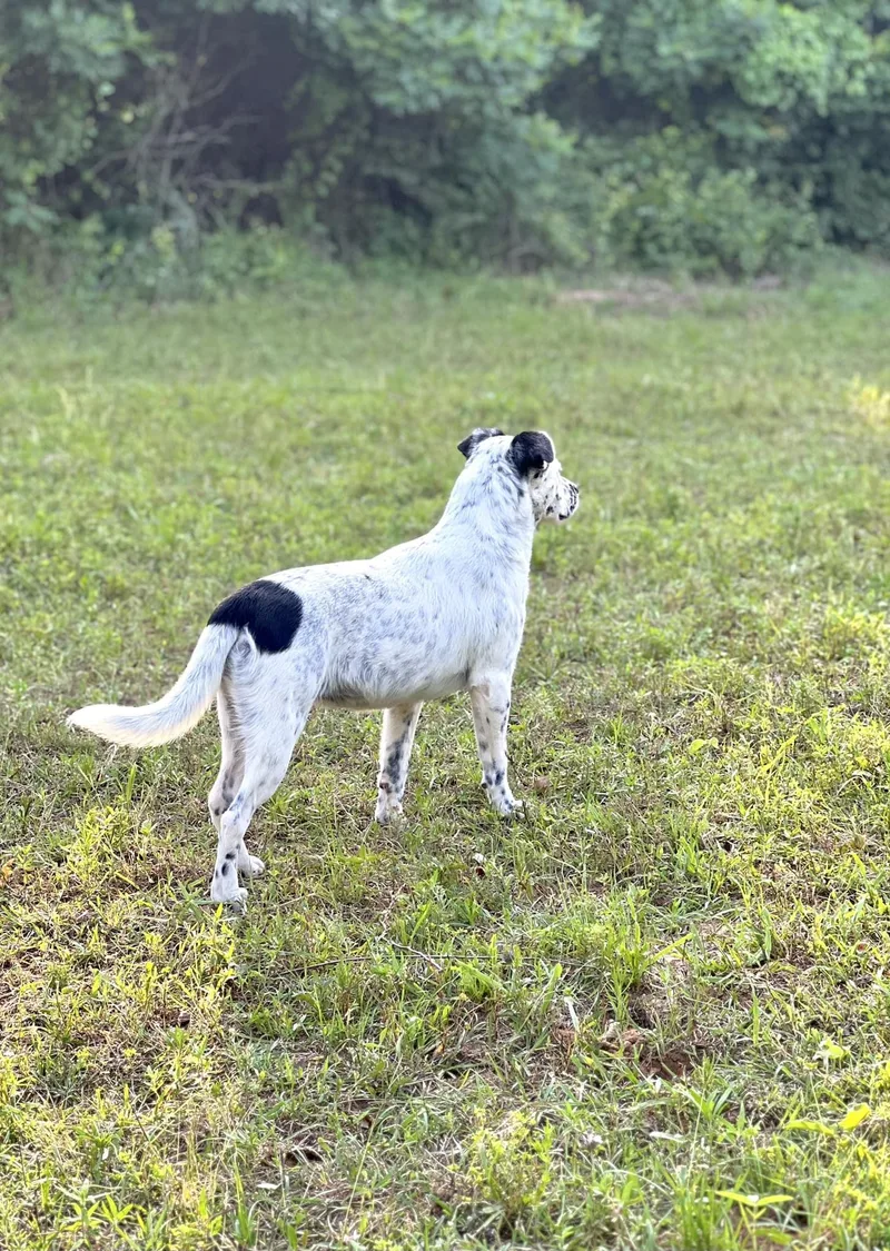 An adult medium-sized female White / Cream Mixed Breed dog named Crumb for adoption in Itasca, TX