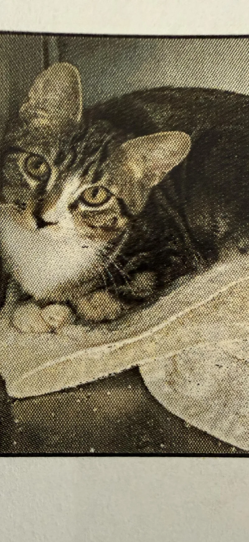 A baby medium-sized male Tabby cat named Jasper for adoption in Las Vegas, NV