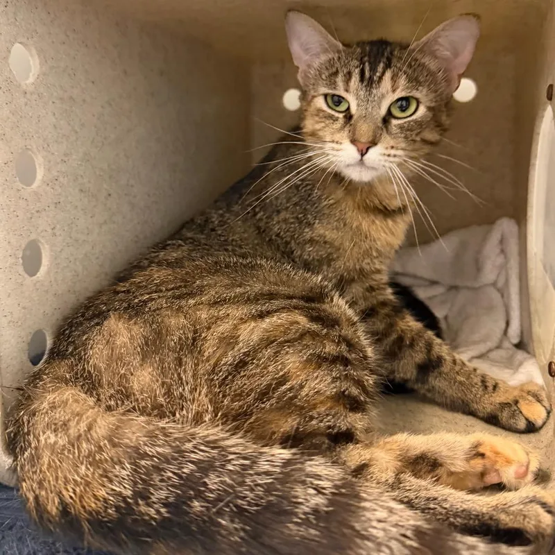 An adult medium-sized female Gray / Blue / Silver Domestic Short Hair cat named Mango for adoption in Philadelphia, PA