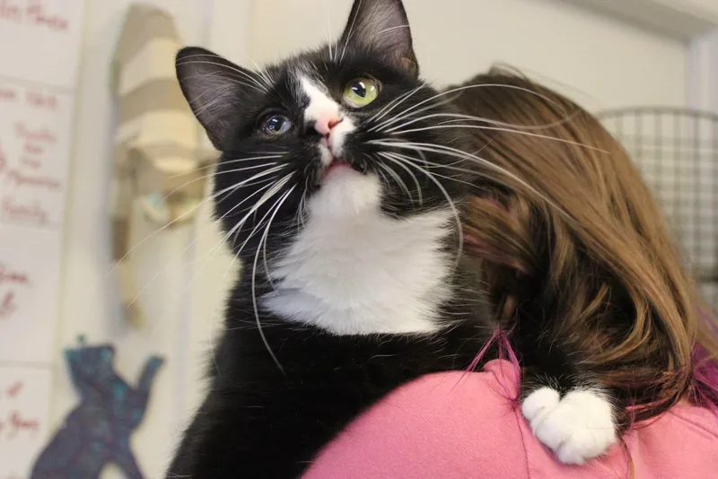 A young medium-sized male Domestic Medium Hair cat named Teddy for adoption in Weaverville, CA