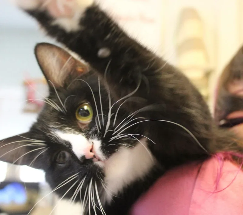 Teddy thumbnail 4