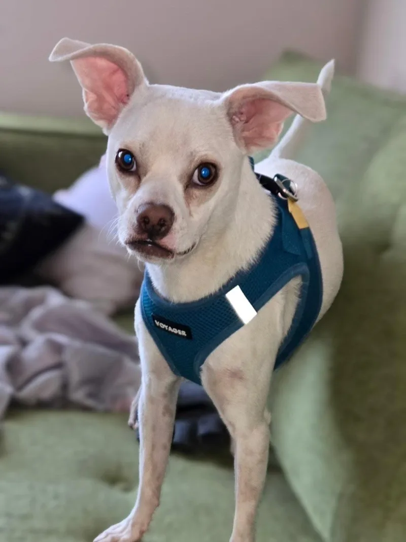 A young small-sized male White / Cream Chihuahua dog named Vito for adoption