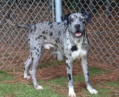 A young large-sized male Mixed Breed dog named Gargoyle for adoption in Athens, GA
