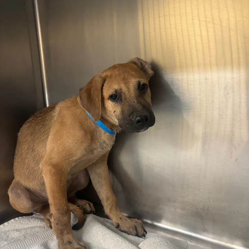 A baby medium-sized male Yellow / Tan / Blond / Fawn Mixed Breed dog named Cj for adoption in Memphis, TN