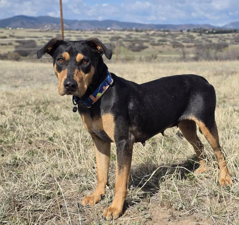 An adult medium-sized female Tricolor (Brown, Black, & White) Rottweiler dog named Lady Hw+ for adoption in Sedalia, CO