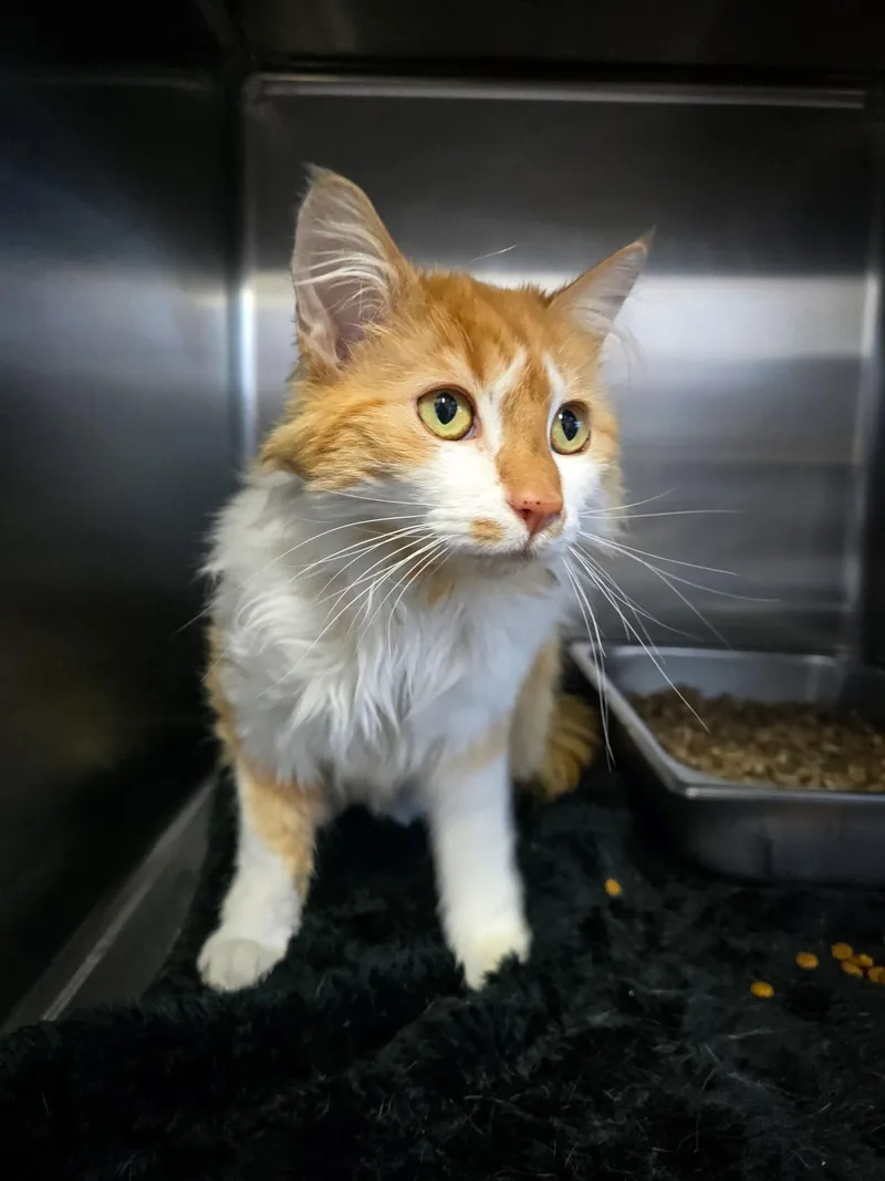 An adult medium-sized female Orange & White Domestic Long Hair cat named Marigold for adoption in Prineville, OR