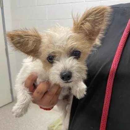 An adult small-sized female White / Cream Terrier dog named Lil' Bit for adoption in Rockville, MD