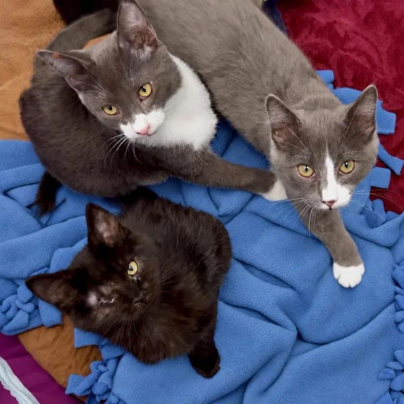 A baby small-sized female Black Domestic Short Hair cat named Indy for adoption in Pleasant Hill, CA
