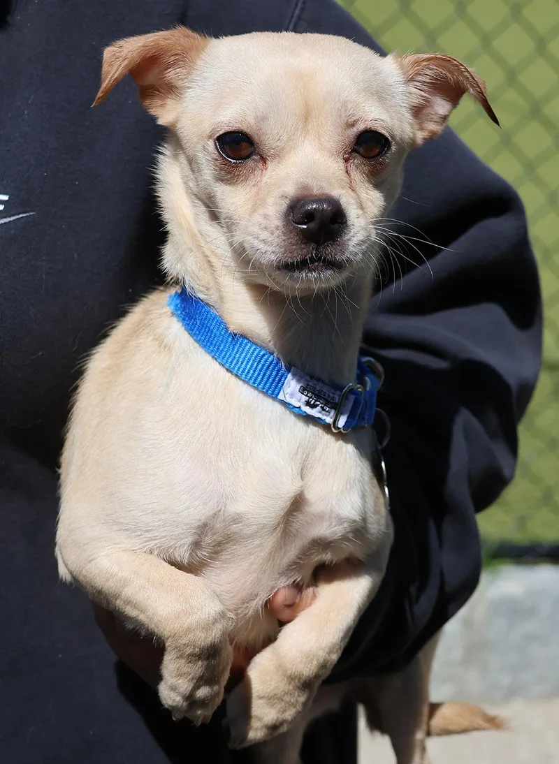 A baby small-sized male Apricot / Beige Chihuahua dog named Bean for adoption in Harrison, NY