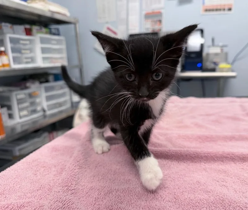 A baby medium-sized female Domestic Short Hair cat named Half Moon Cookie for adoption in Raleigh, NC