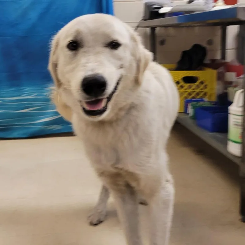 An adult large-sized female White / Cream Mixed Breed dog named Swazye for adoption in Lake Panasoffkee, FL