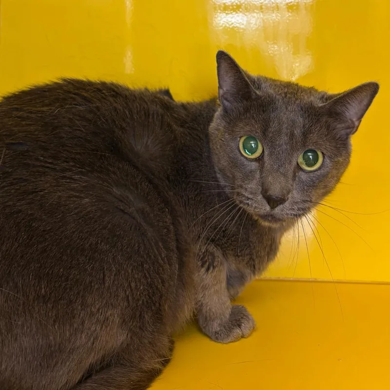 An adult large-sized male Gray / Blue / Silver Russian Blue cat named Buddy for adoption in Abilene, TX