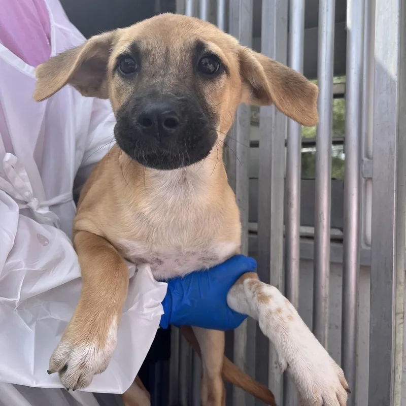 A baby small-sized female Brown / Chocolate Shepherd dog named Bonnie for adoption in Edinburg, TX