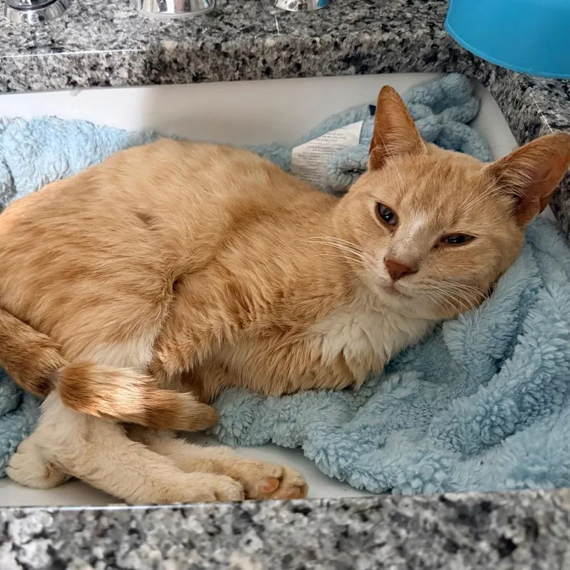 An adult medium-sized male Buff / Tan / Fawn Domestic Short Hair cat named Butters for adoption in Inman, SC