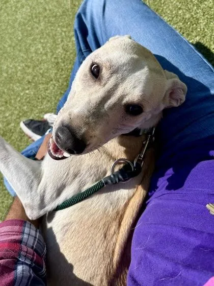 A young large-sized female Yellow / Tan / Blond / Fawn Mixed Breed dog named Hermione Granger for adoption in Wichita, KS