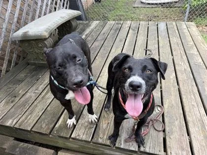 An adult medium-sized female Black Mixed Breed dog named Artemis for adoption in Georgetown, TX