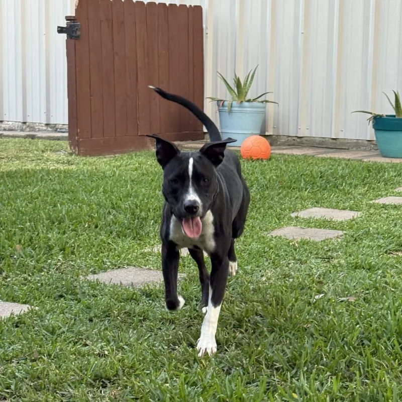 Bruno