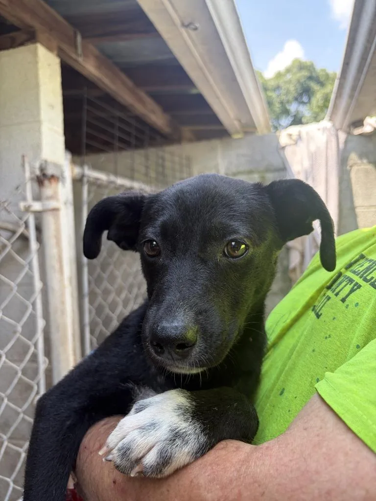 A baby small-sized male Labrador Retriever dog named Oden for adoption in Lawrenceburg, TN