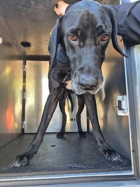 An adult large-sized male Great Dane dog named Barthur Madds for adoption in San Antonio, TX