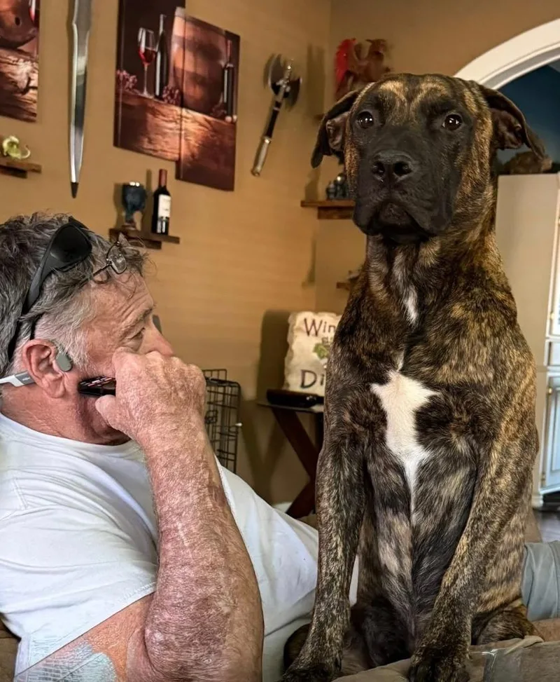 A young large-sized male Pit Bull Terrier dog named Baxter for adoption in New Braunfels, TX