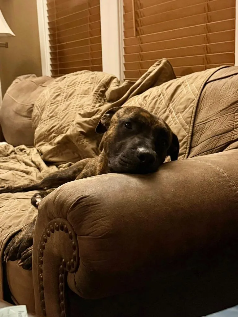 Baxter thumbnail 5