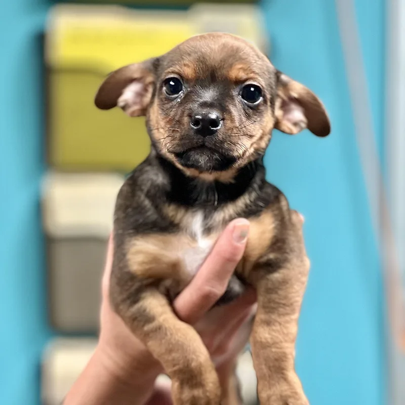 Colby  Arriving In thumbnail 2