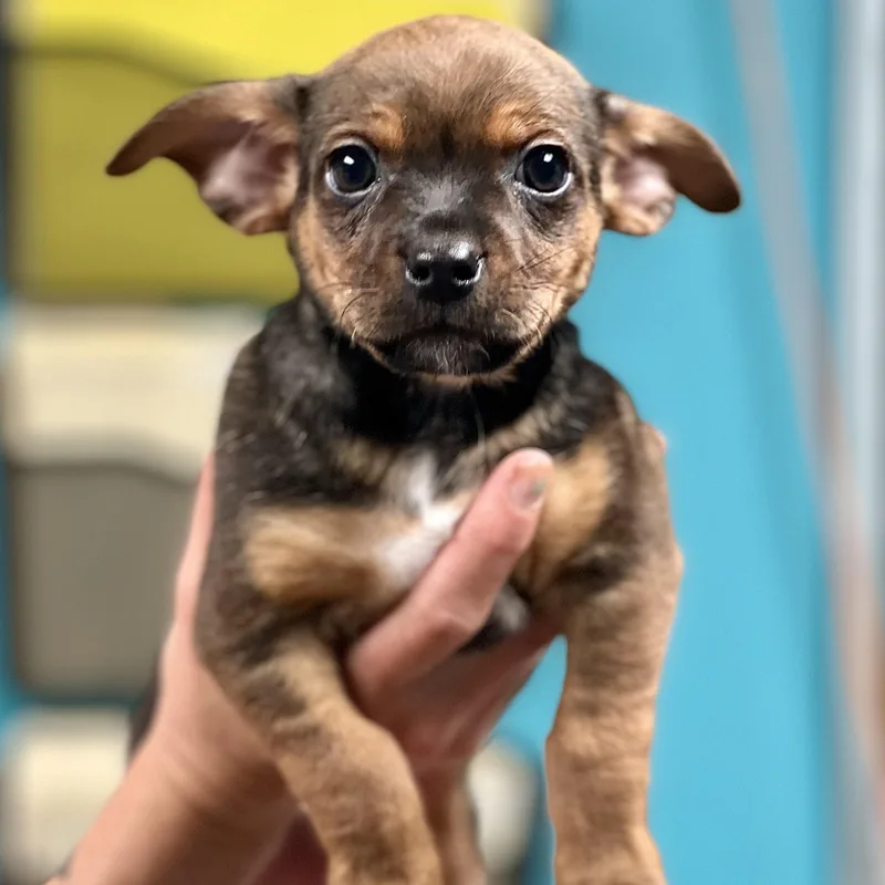 A baby small-sized male Tricolor (Brown, Black, & White) Mixed Breed dog named Colby  Arriving In for adoption in Berwick, ME