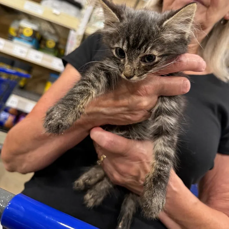 A baby small-sized male Brown / Chocolate Domestic Short Hair cat named Elliot for adoption in Pasadena , MD