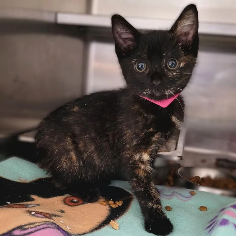 A baby small-sized female Tortoiseshell Domestic Short Hair cat named Fierra for adoption in Los Angeles, CA