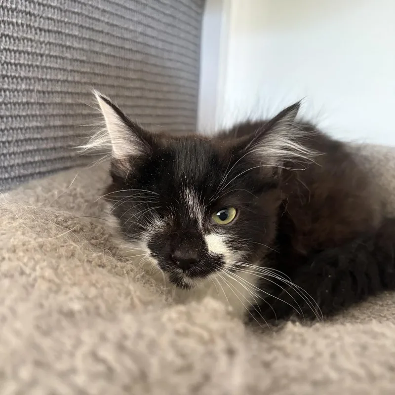 A baby small-sized female Black Domestic Medium Hair cat named Webster Boot for adoption in Fredericksburg, VA