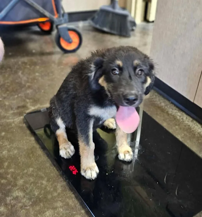 A young medium-sized female Labrador Retriever dog named Found stray: Chanel for adoption in Rockwall, TX