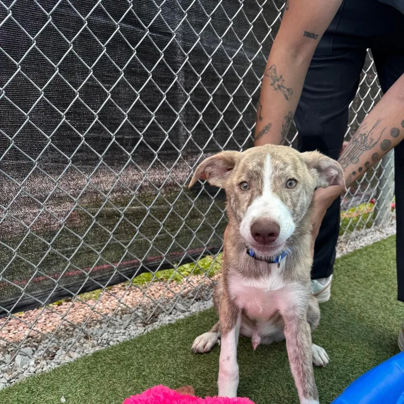 A baby small-sized male Brindle Husky dog named Apple Pie for adoption in Dayton, OH