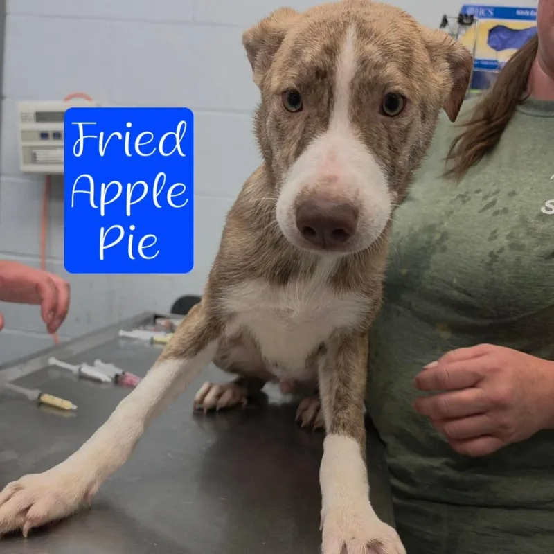 Apple Pie thumbnail 4