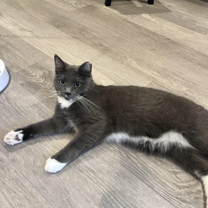 A young medium-sized male Gray & White Domestic Medium Hair cat named Austin for adoption in Manorville, NY