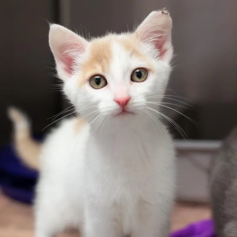 A baby small-sized female Orange / Red Domestic Short Hair cat named Simba for adoption in Santa Barbara, CA