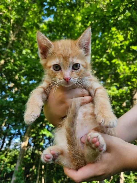 A baby medium-sized male Domestic Short Hair cat named Crush for adoption in Auburn, IN
