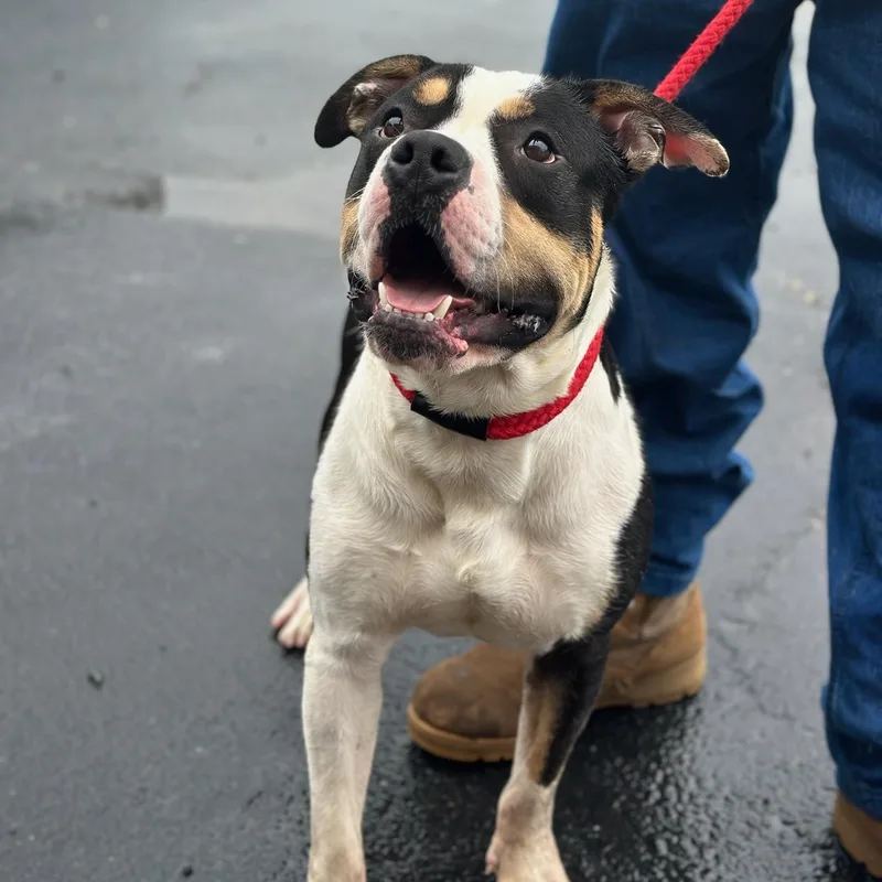 An adult medium-sized male Tricolor (Brown, Black, & White) American Bulldog dog named Sheldon Cooper for adoption in Martinsville, VA