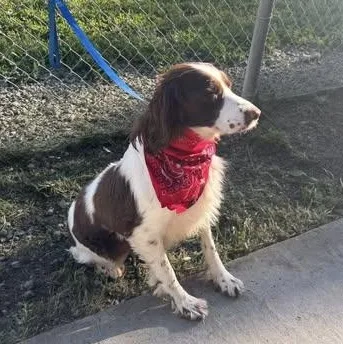 An adult medium-sized female Bicolor Spaniel dog named Ruby for adoption in Woodland, CA