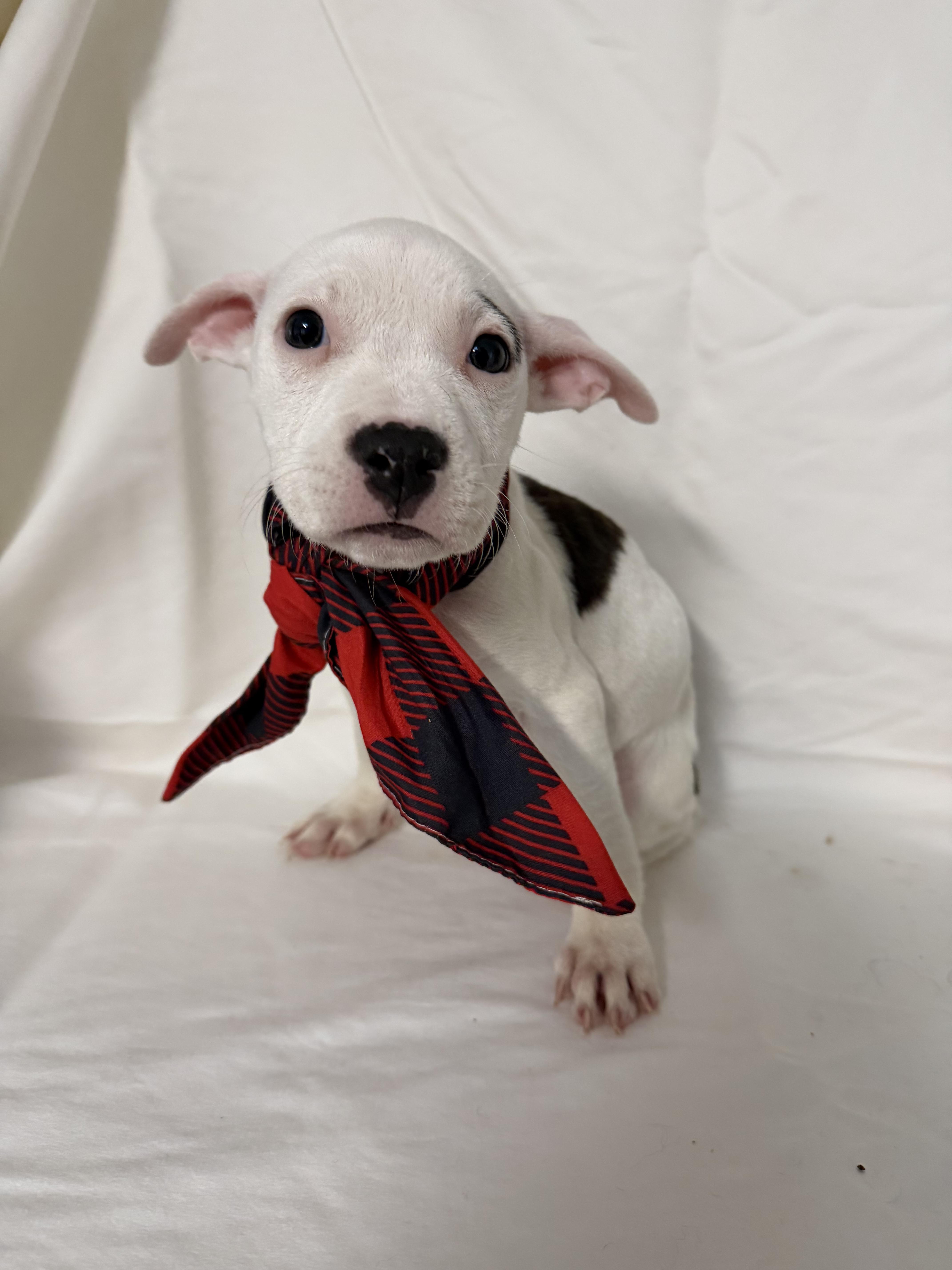 A young medium-sized female Mixed Breed dog named Luna for adoption in fennville, MI
