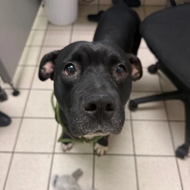 An adult large-sized female Mixed Breed dog named Dolly for adoption in Charleston, WV