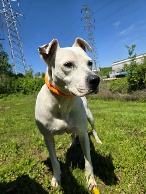 An adult large-sized female Terrier dog named Orchid for adoption in Olivette, MO