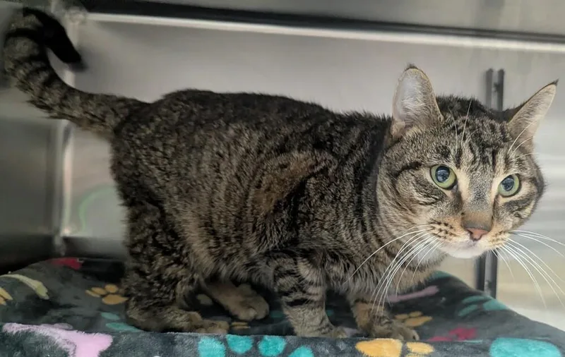 An adult small-sized male Tabby (Brown / Chocolate) Domestic Short Hair cat named Wanderly for adoption in Evansville, IN
