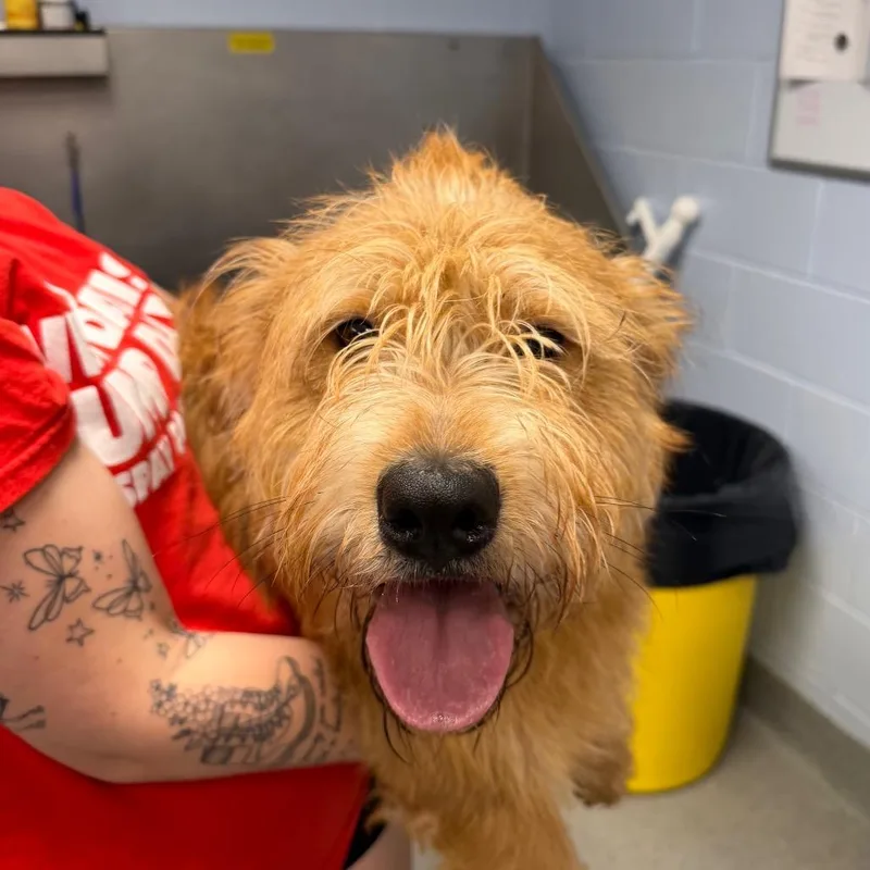 A young medium-sized male Brown / Chocolate Standard Poodle dog named Eazy for adoption in Martinsville, VA