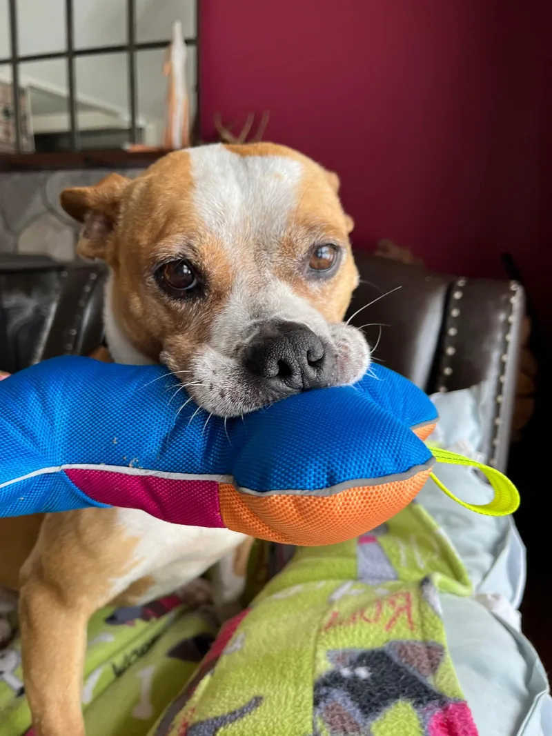 An adult medium-sized female Mixed Breed dog named Piper for adoption in oriskany, NY